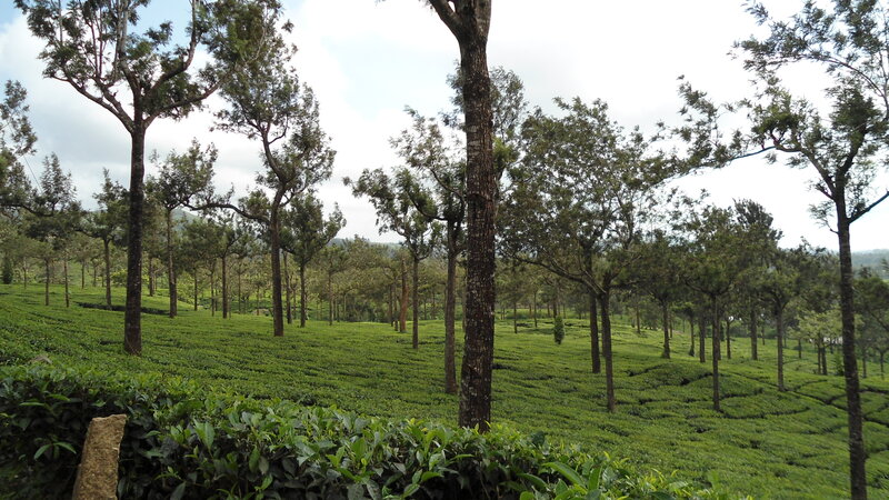 Tea Plantation with Trees — Green