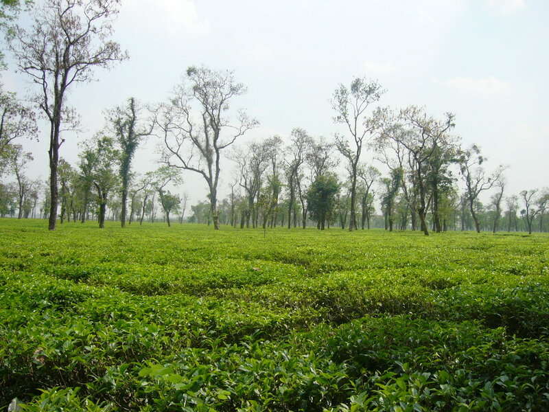 Tea Plantation with Trees