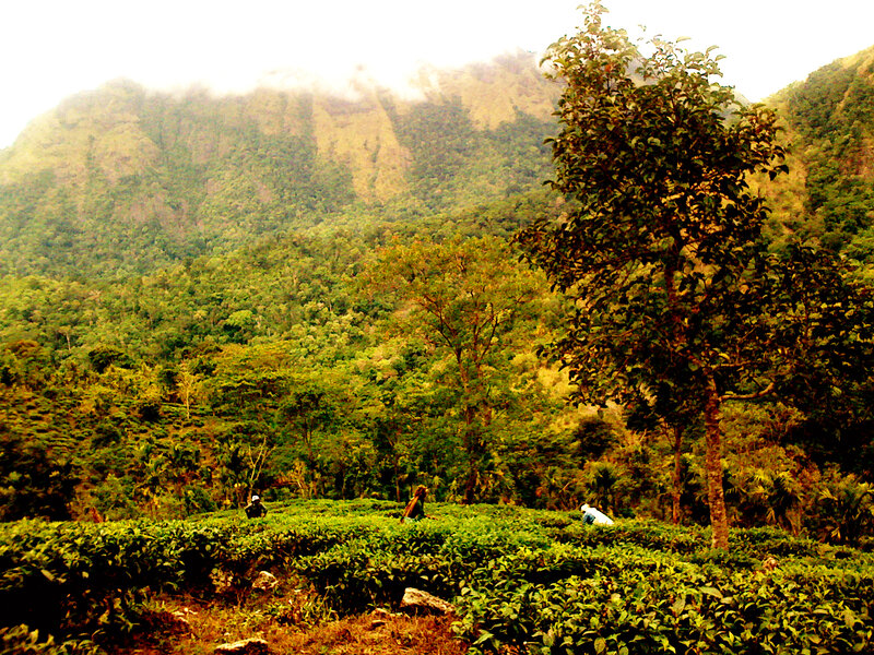 Tea Plantation Workers