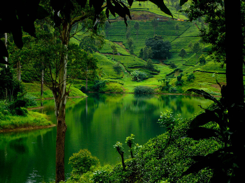 Tea plantations and lake