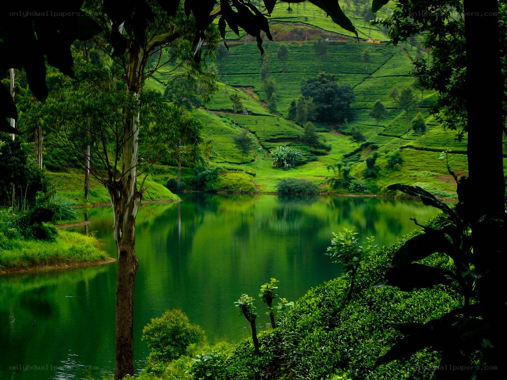 Tea plantations and lake