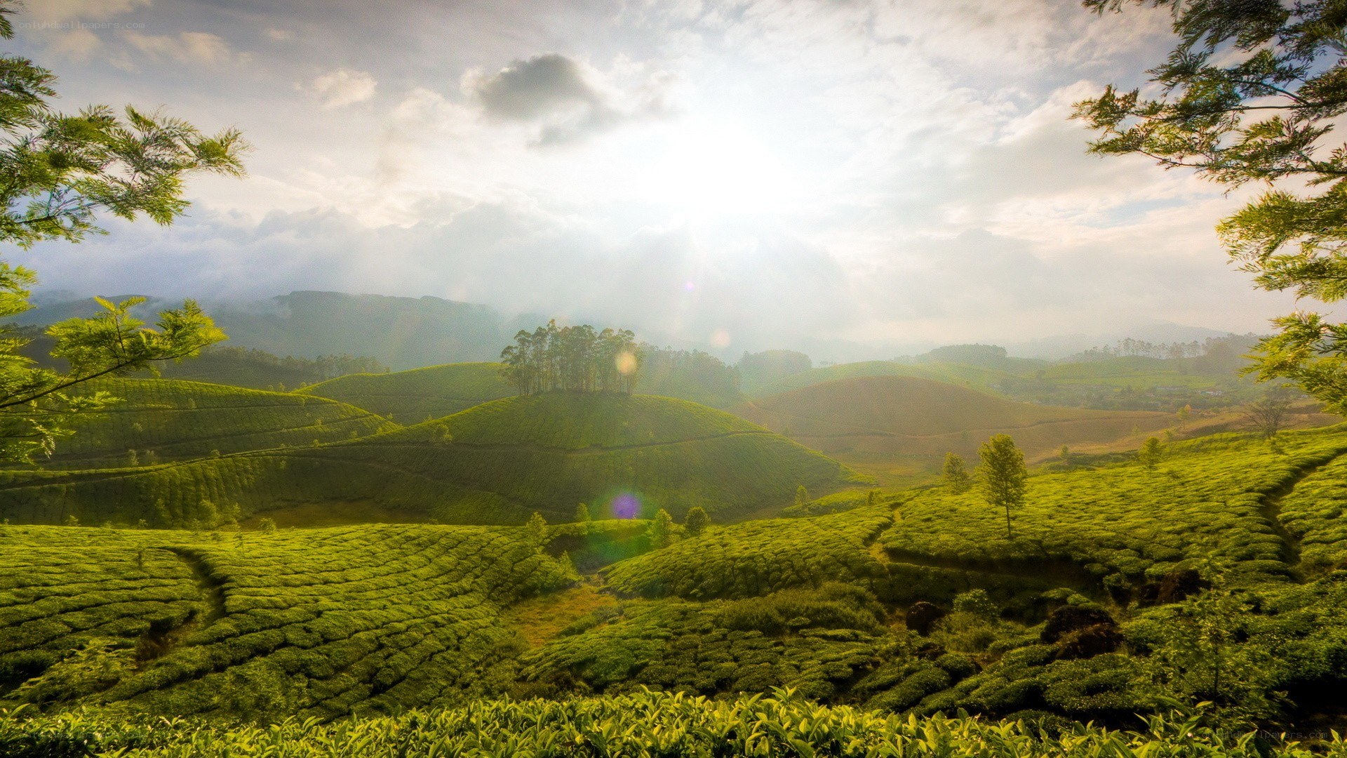 Tea plantations at sunrise