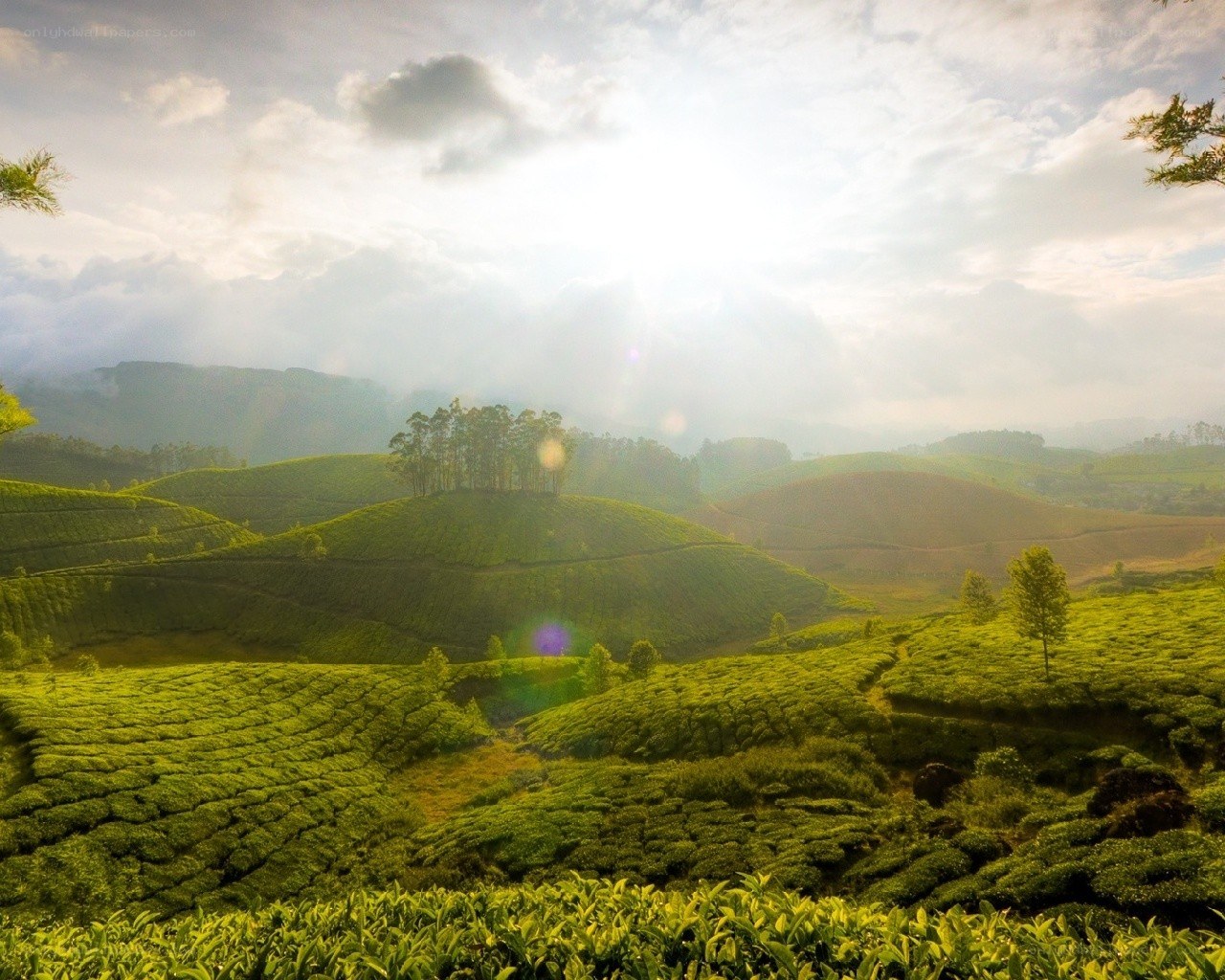 Tea plantations at sunrise