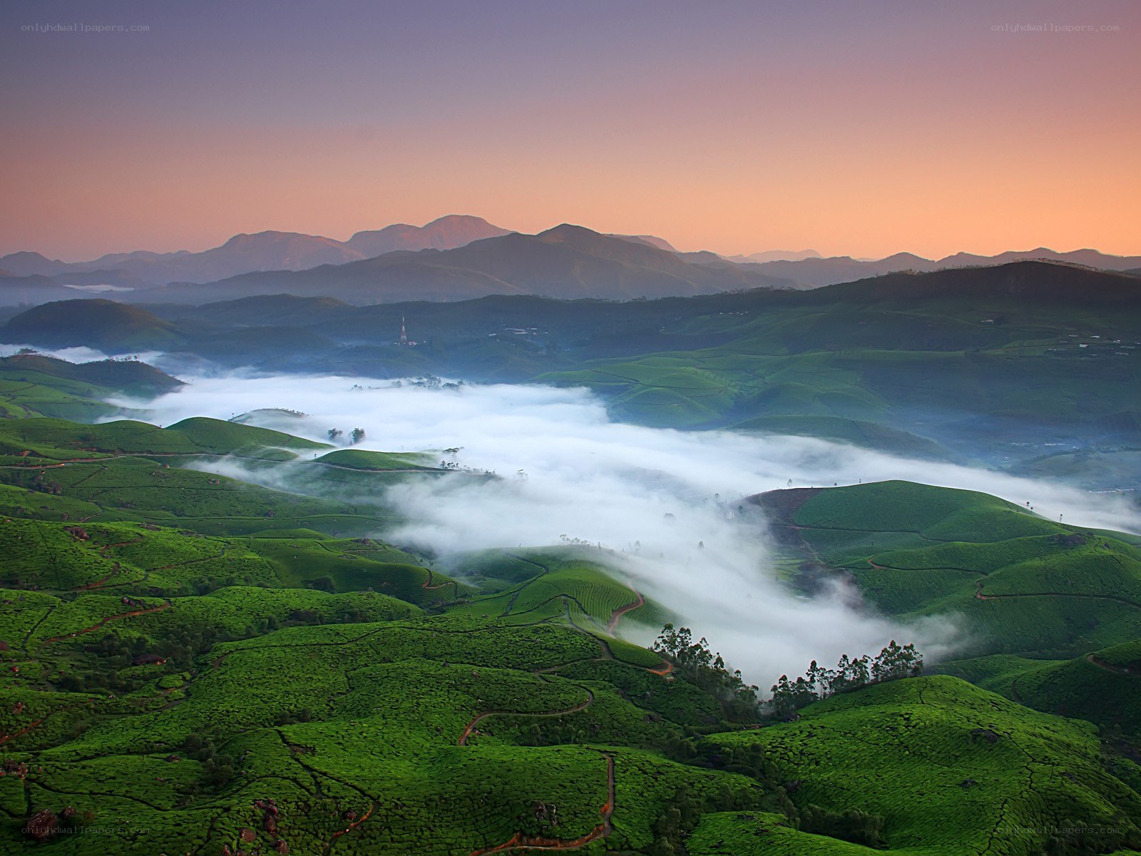 Tea plantations at sunrise