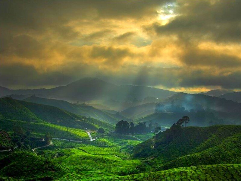 Tea plantations at sunrise