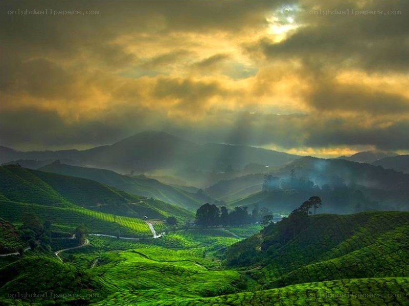 Tea plantations at sunrise