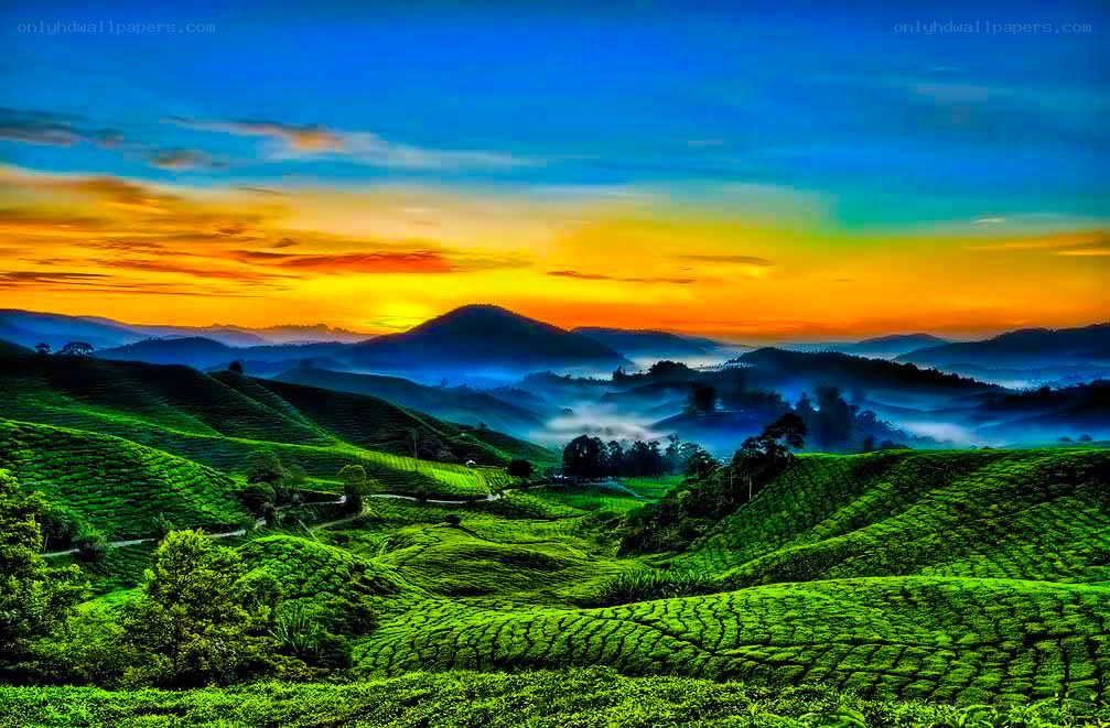 Tea plantations at sunrise