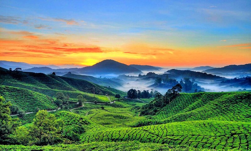 Tea Plantations at Sunrise — Green, Serene