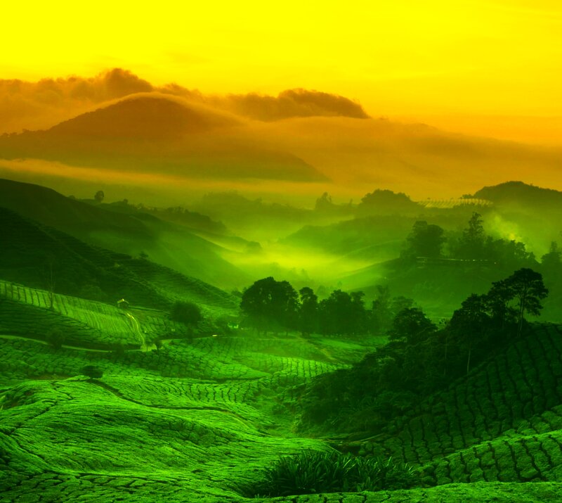 Tea Plantations at Sunrise — Green