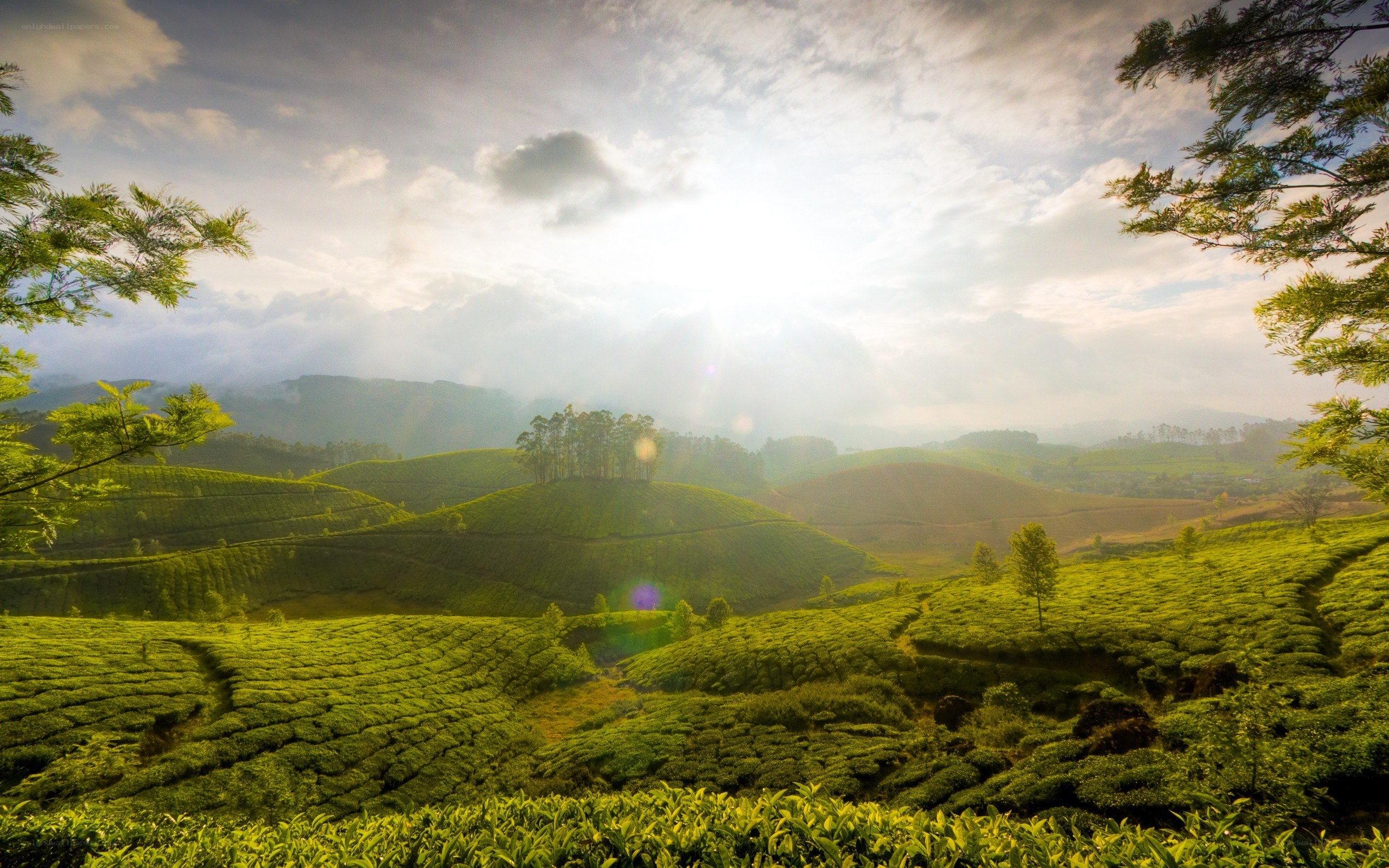 Tea plantations at sunrise