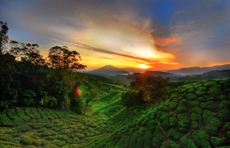 Tea Plantations at Sunset — Green