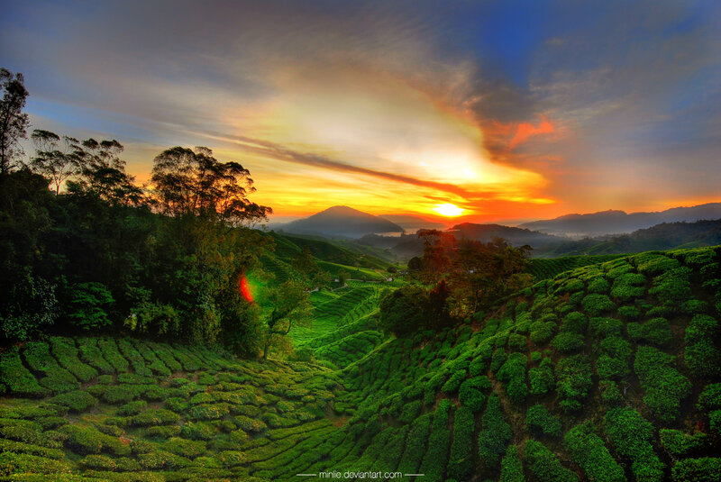 Tea plantations at sunset