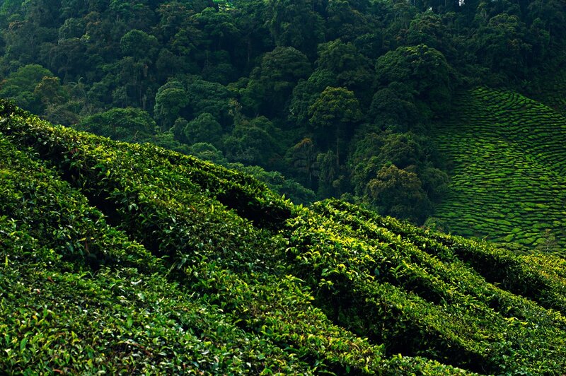Tea plantations in a forested valley
