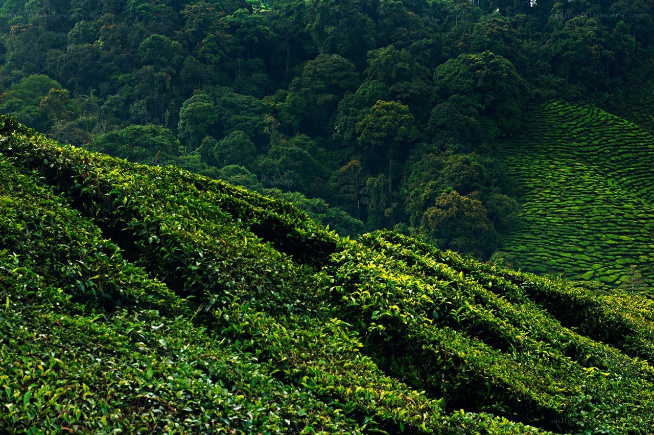 Tea plantations in a forested valley