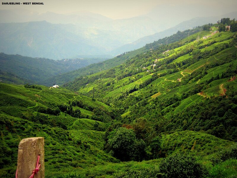 Tea Plantations in Hills — Green, Serene