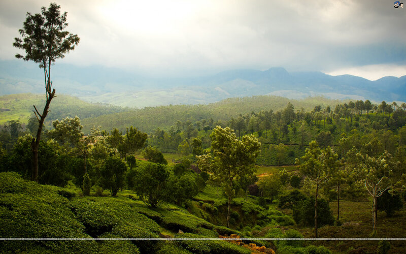 Tea Plantations in Hills — Green