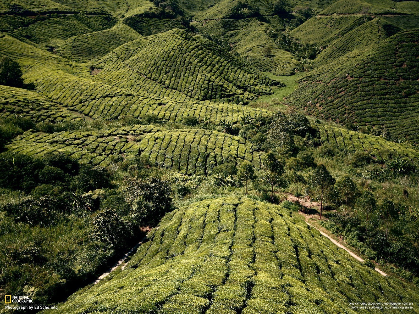 Tea plantations in Malaysia