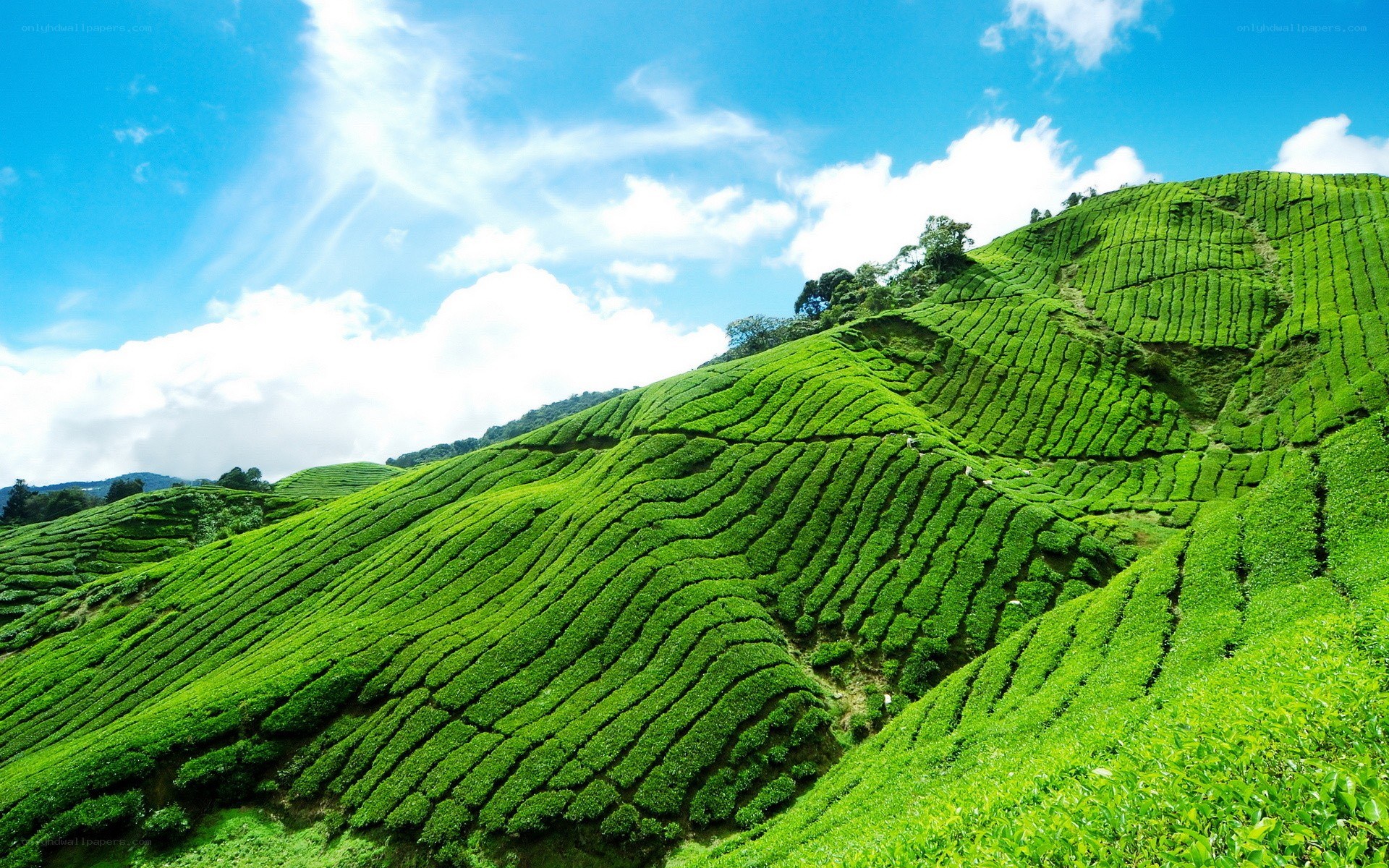 Tea plantations in Malaysia