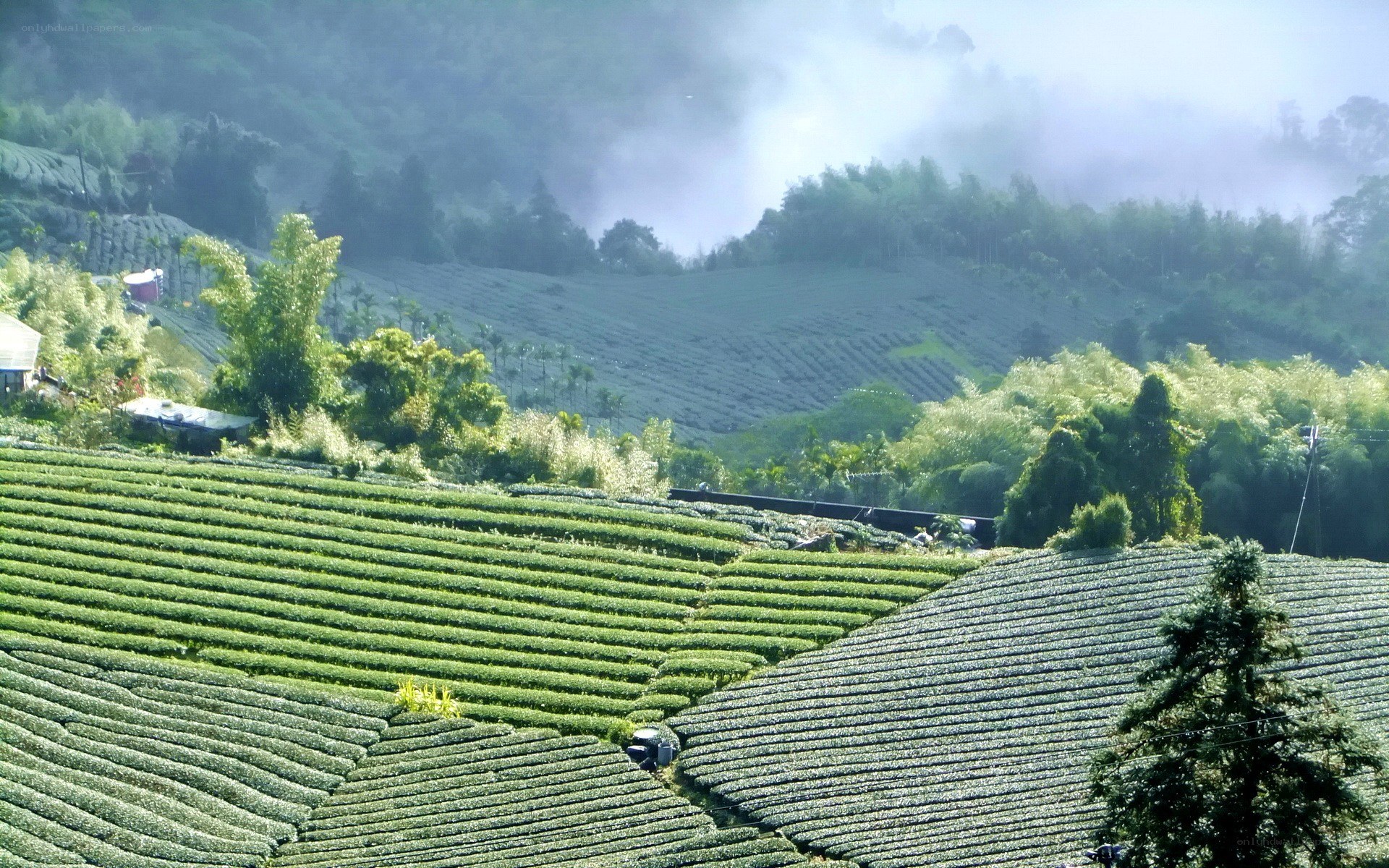 Tea plantations in misty mountains