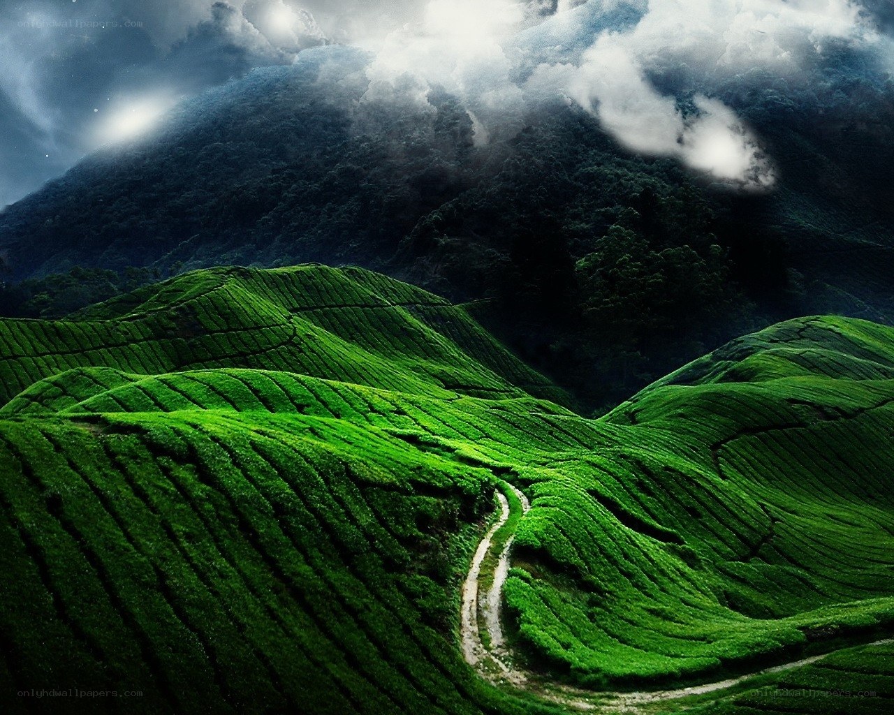 Tea plantations in misty mountains