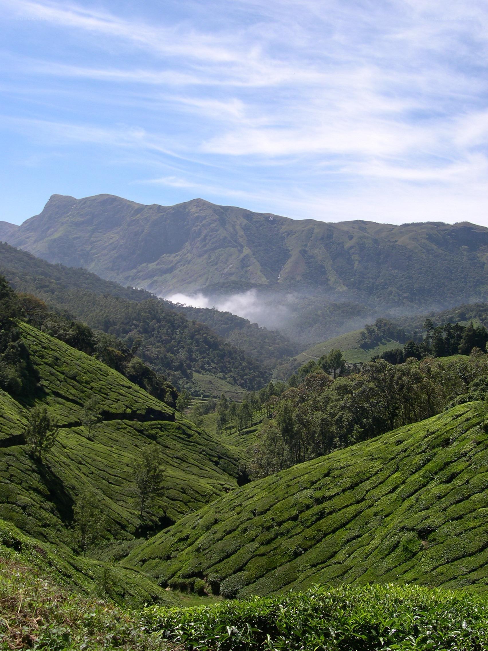 Tea plantations in mountain valley