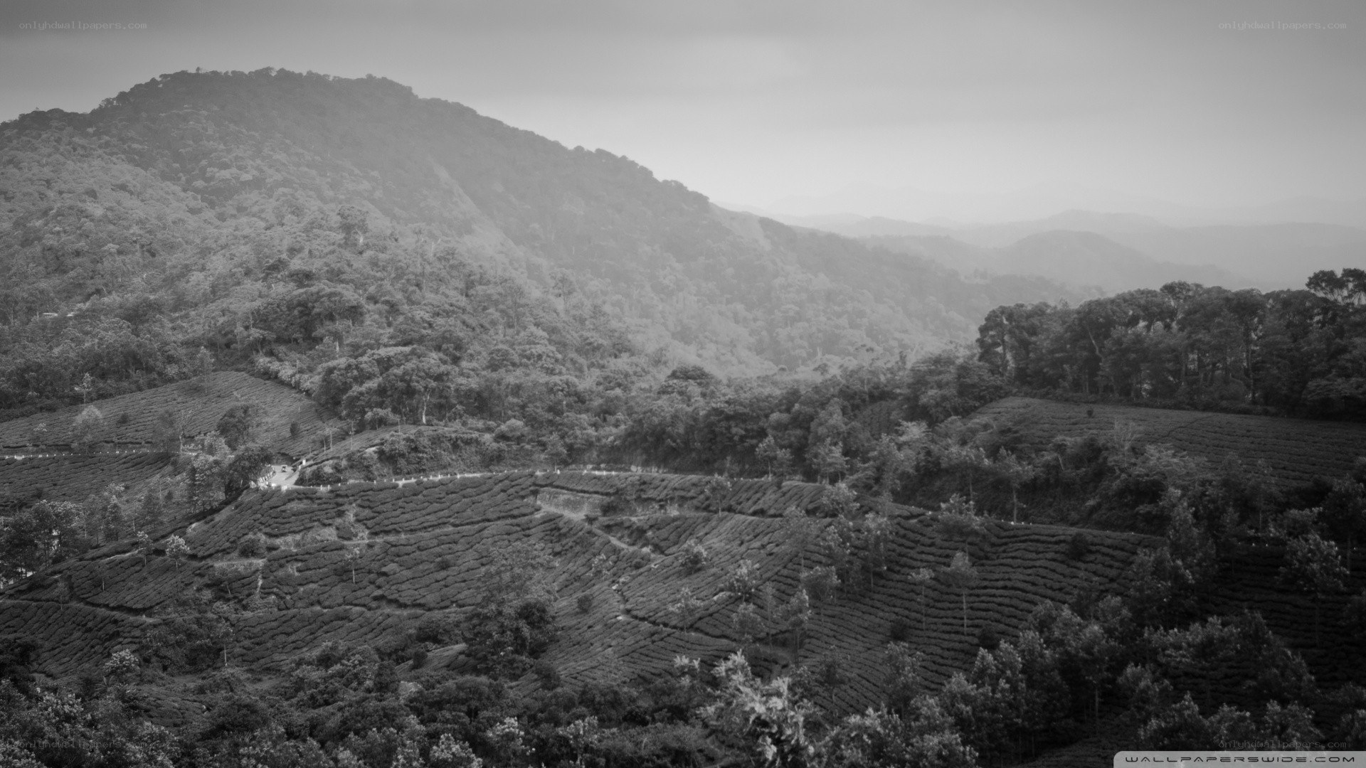 Tea plantations in mountainous region