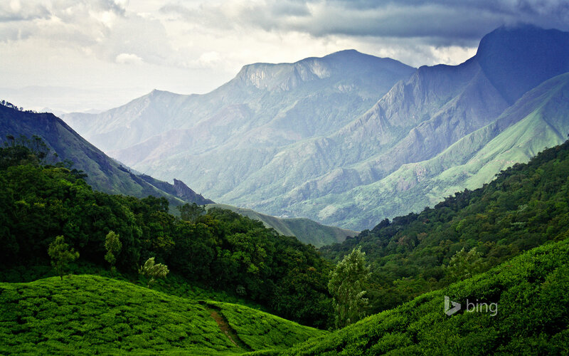 Tea Plantations in Mountains — Green