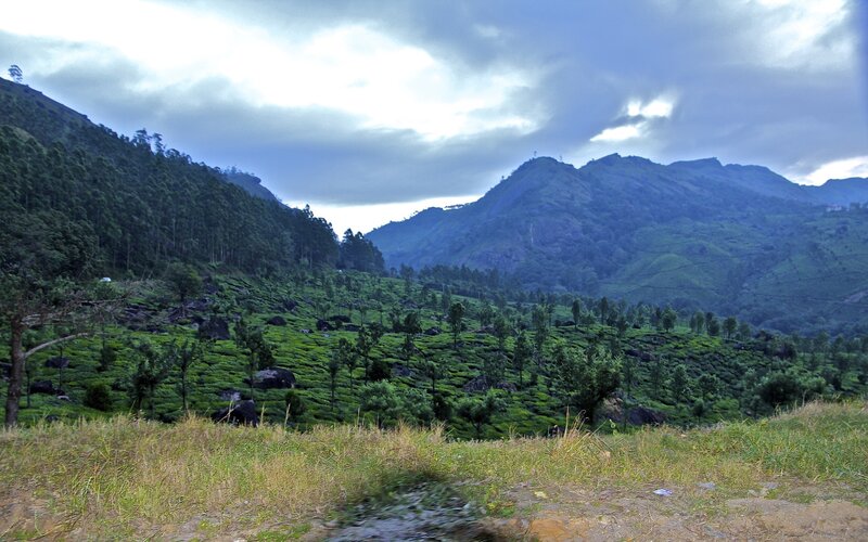Tea Plantations in Mountains