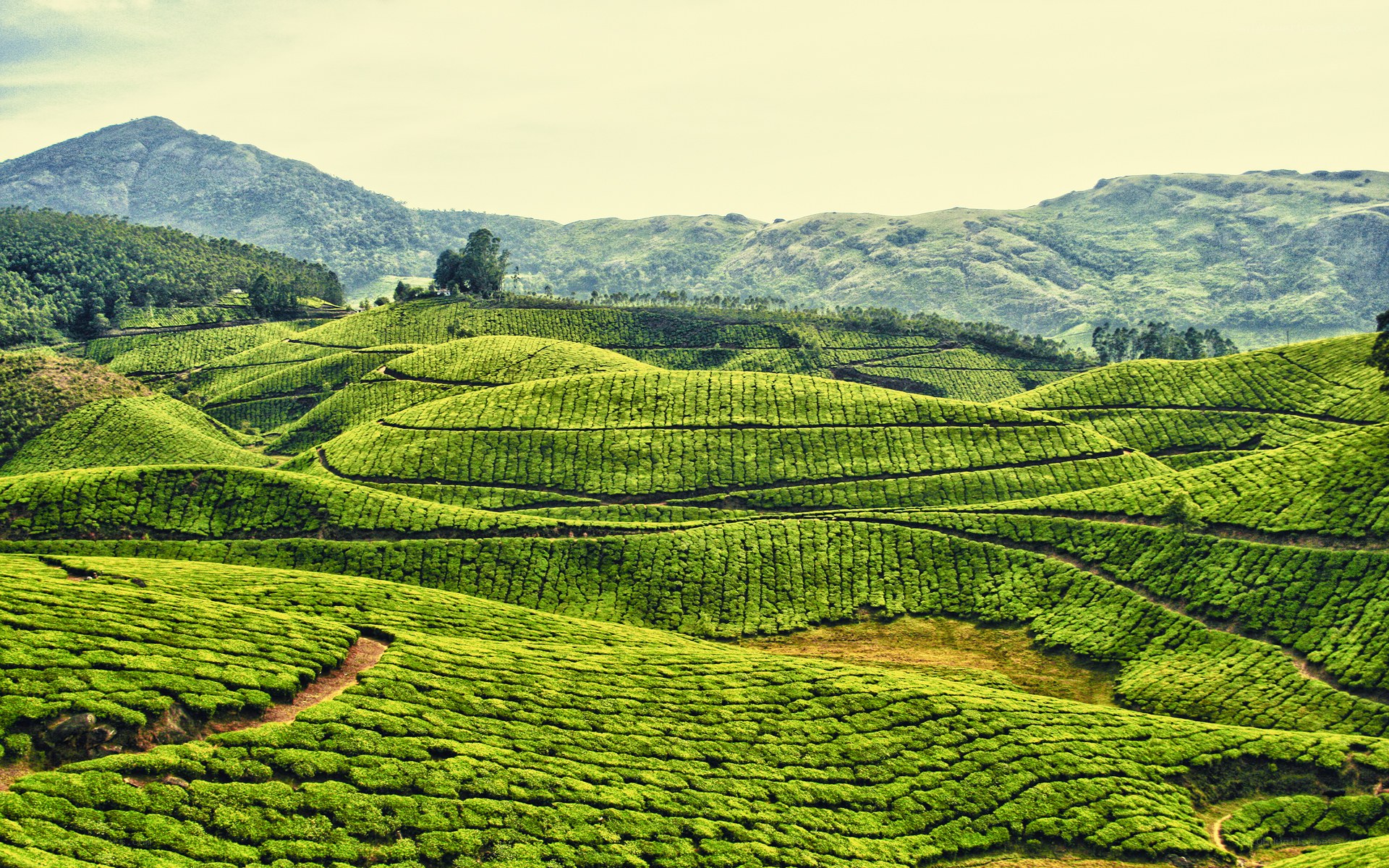 Tea plantations in rolling hills