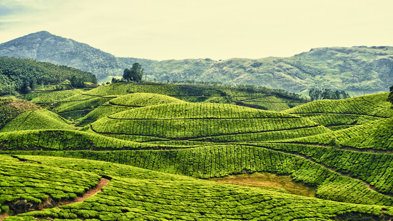 Tea plantations in rolling hills