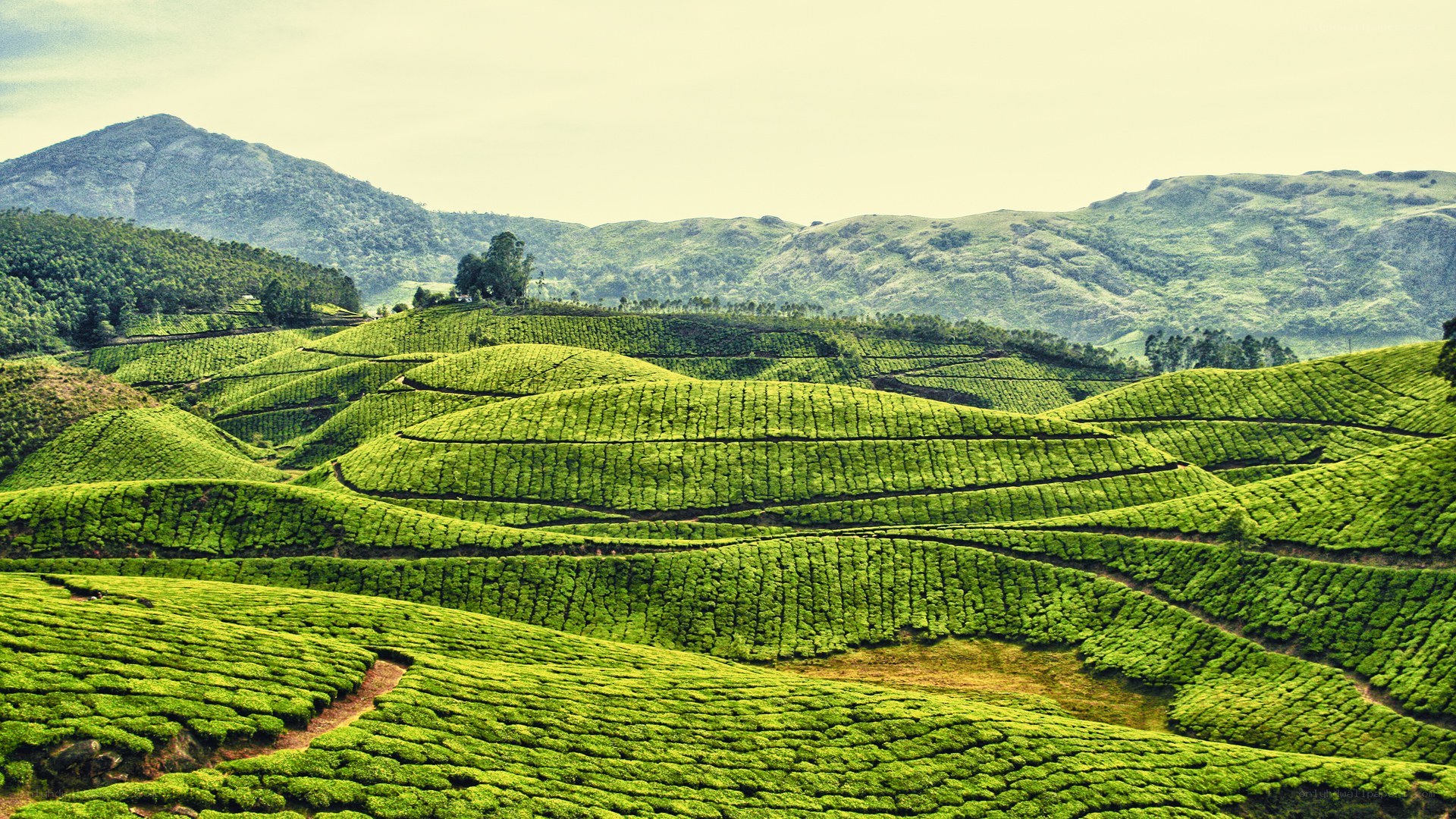 Tea plantations in rolling hills