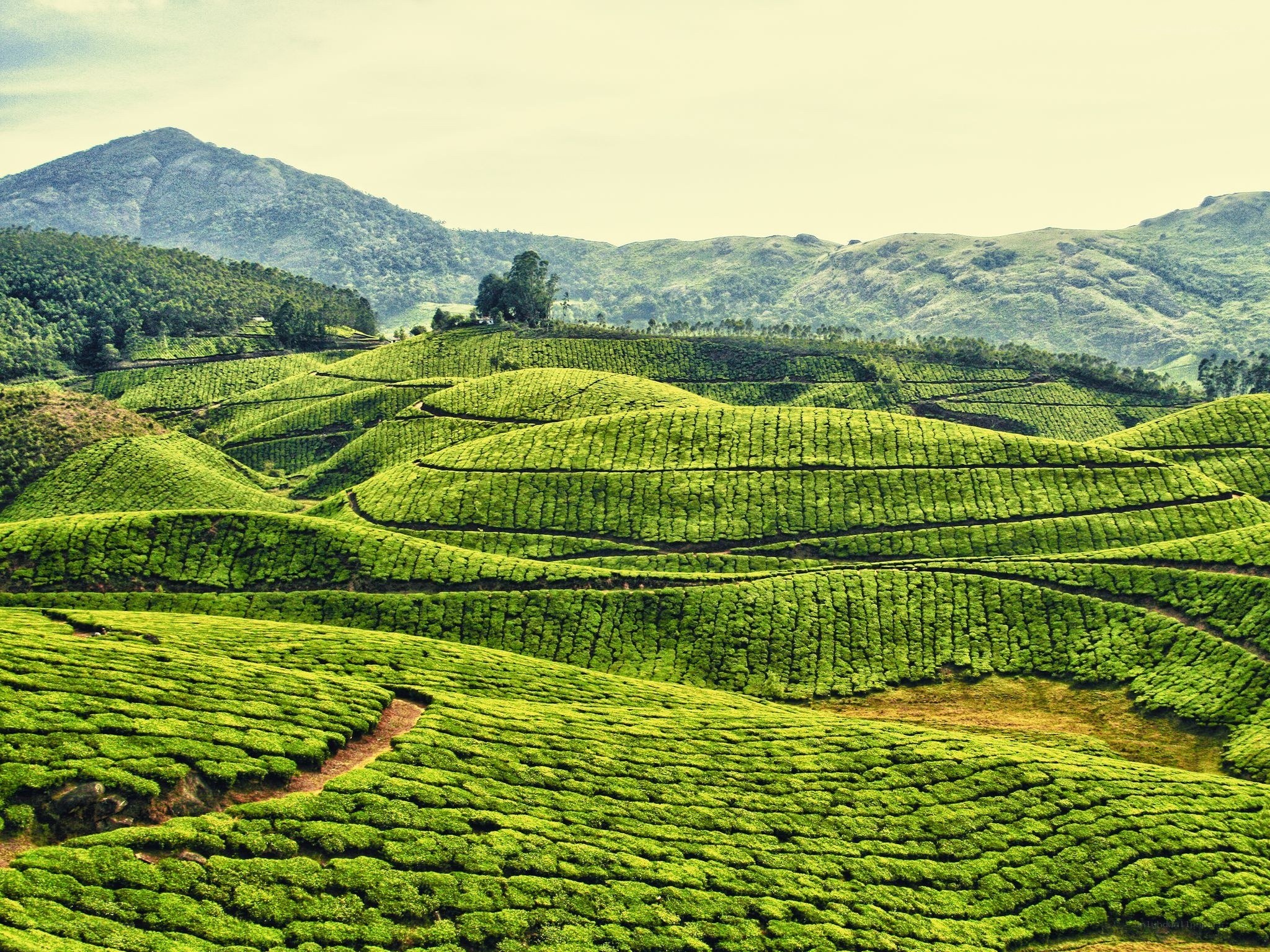 Tea plantations in rolling hills