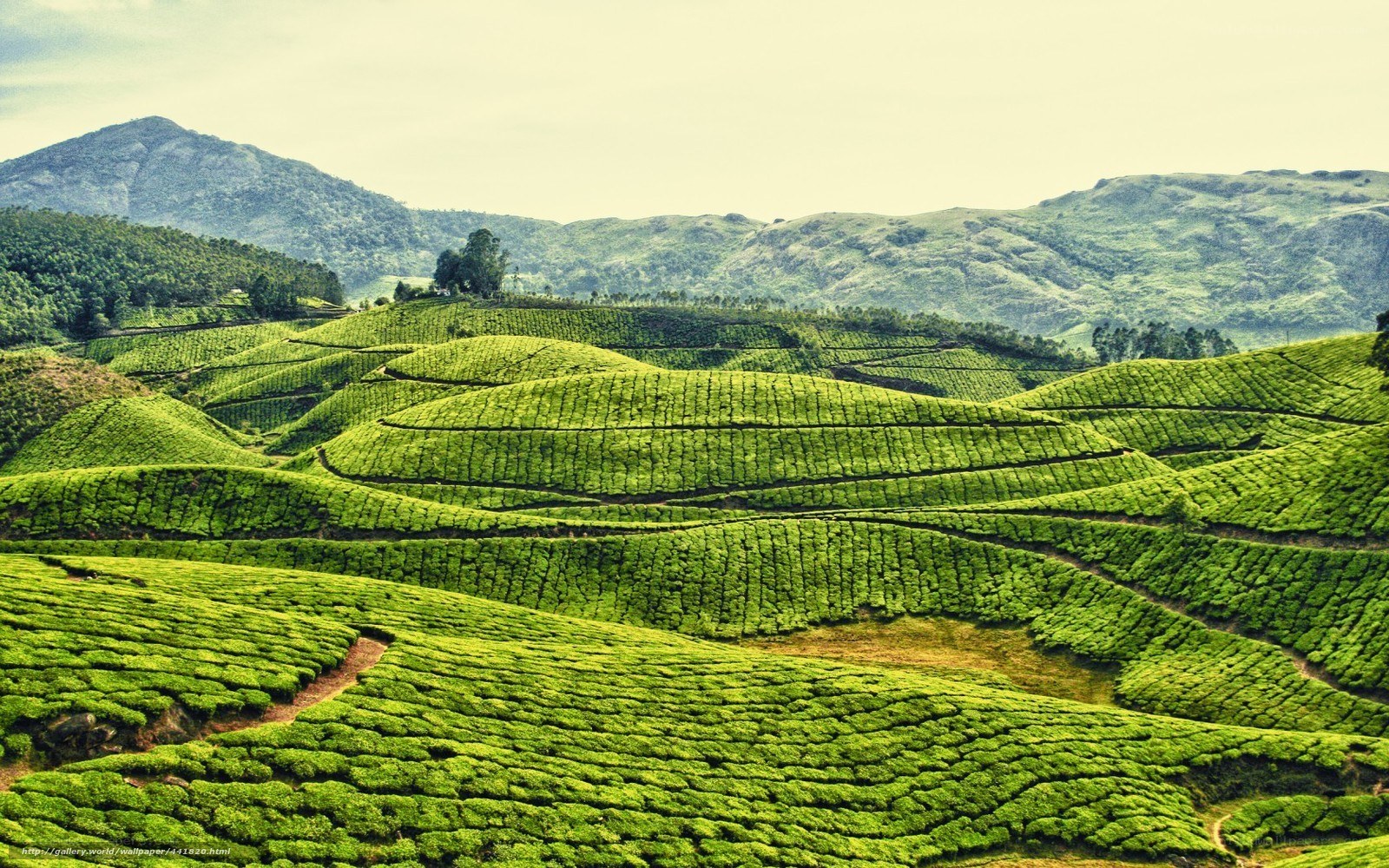 Tea plantations in rolling hills