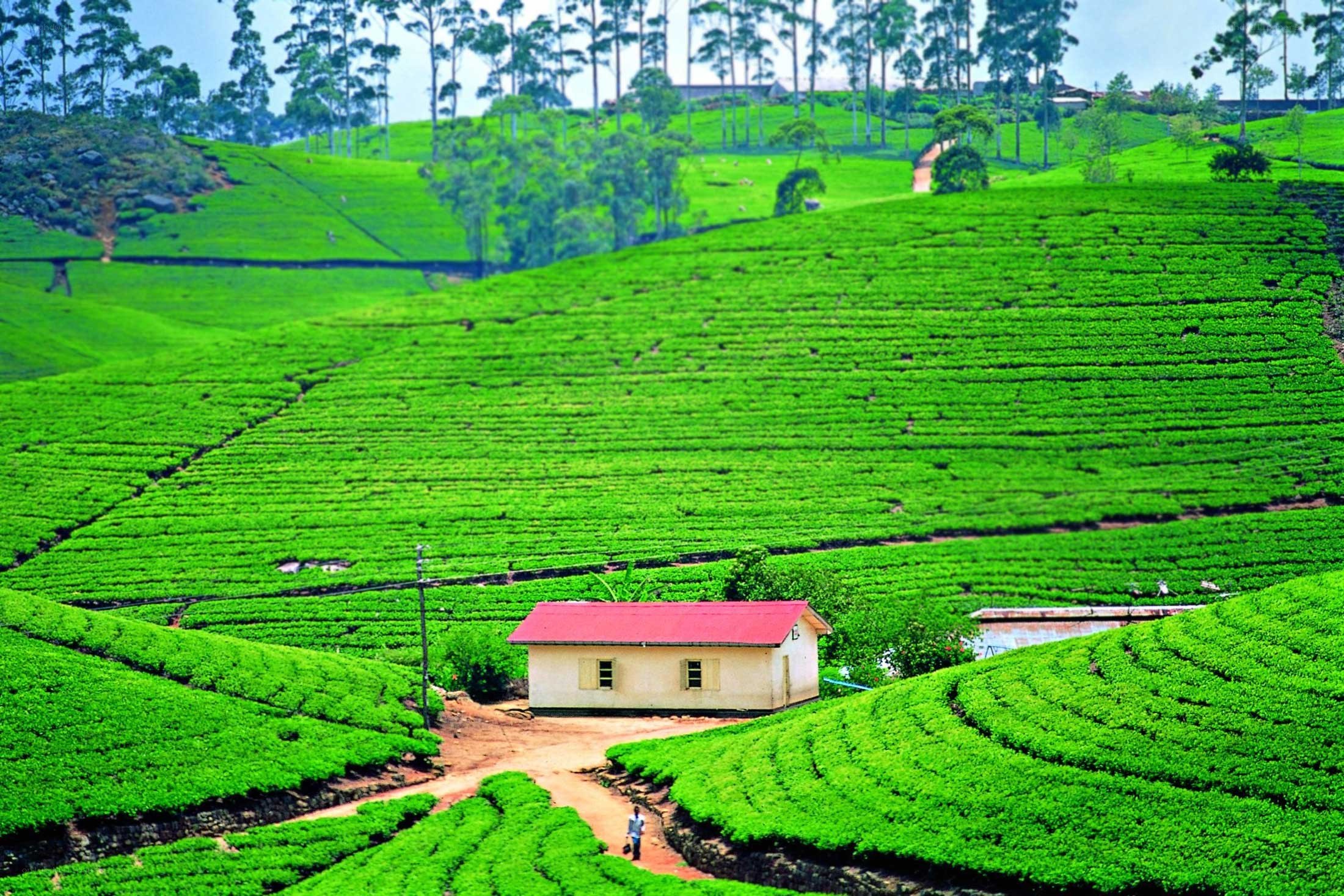 Tea plantations in Sri Lanka