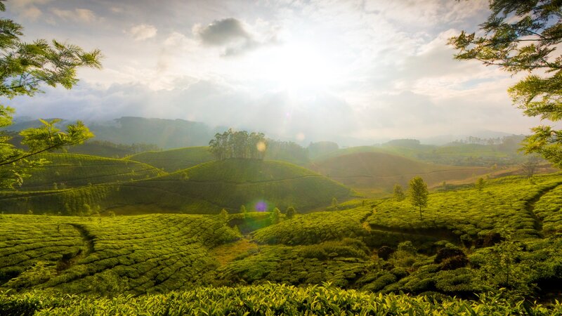 Tea plantations in the hills