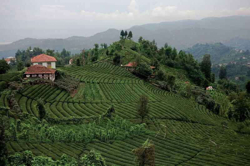 Tea plantations in the hills