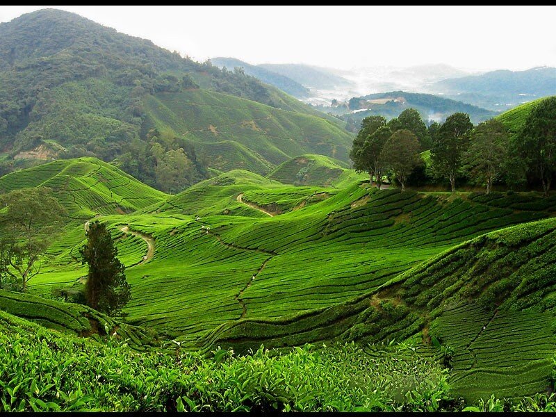 Tea plantations in the hills