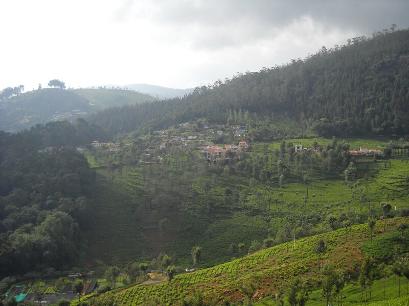 Tea plantations in the hills