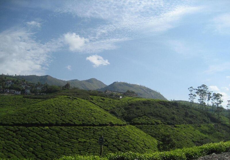 Tea plantations in the hills