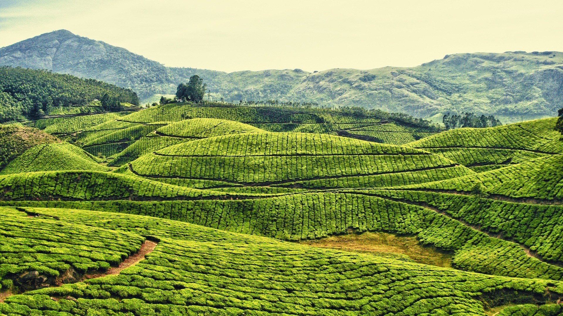 Tea plantations in the hills