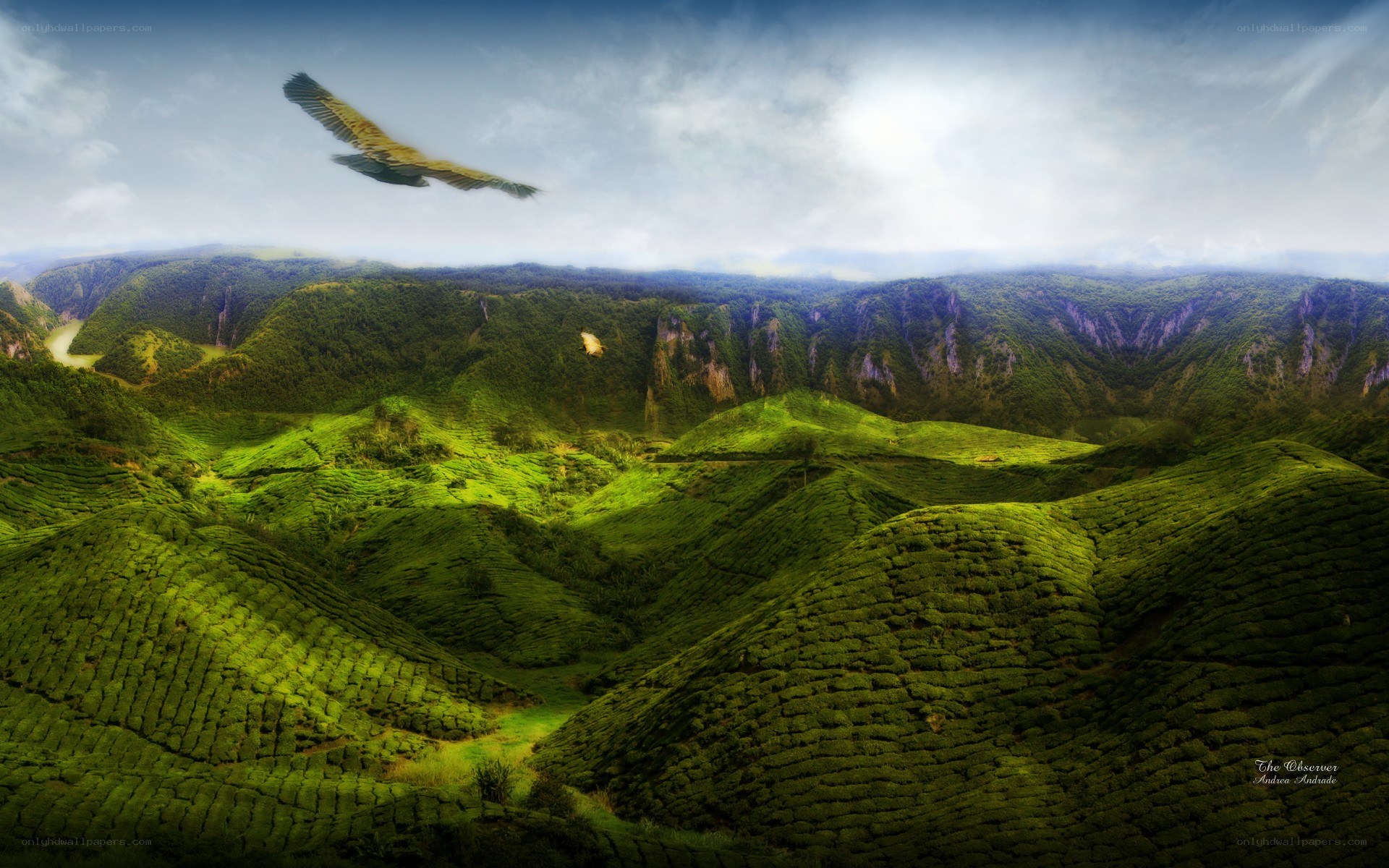 Tea plantations in the mountains