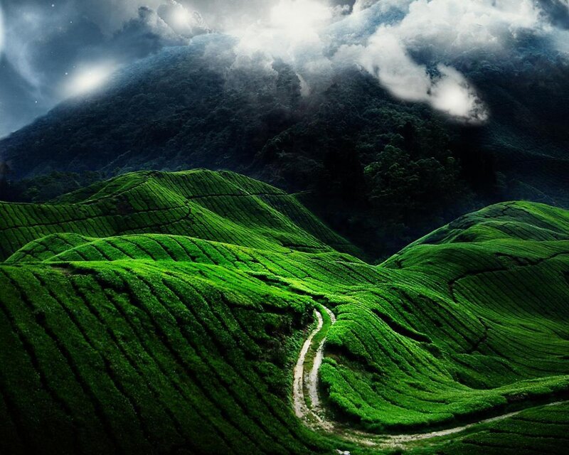 Tea plantations in the mountains