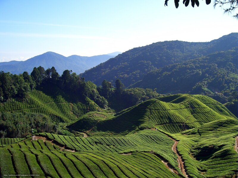 Tea plantations in the mountains
