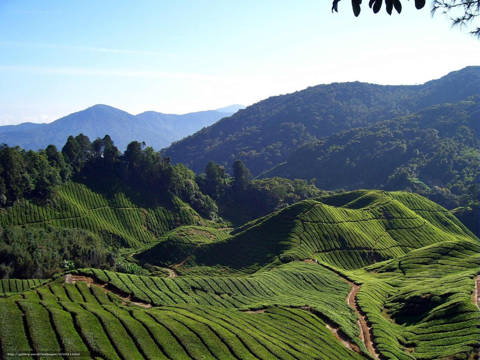Tea plantations in the mountains