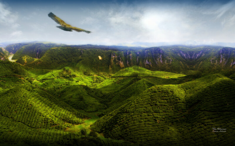 Tea Plantations in Valley