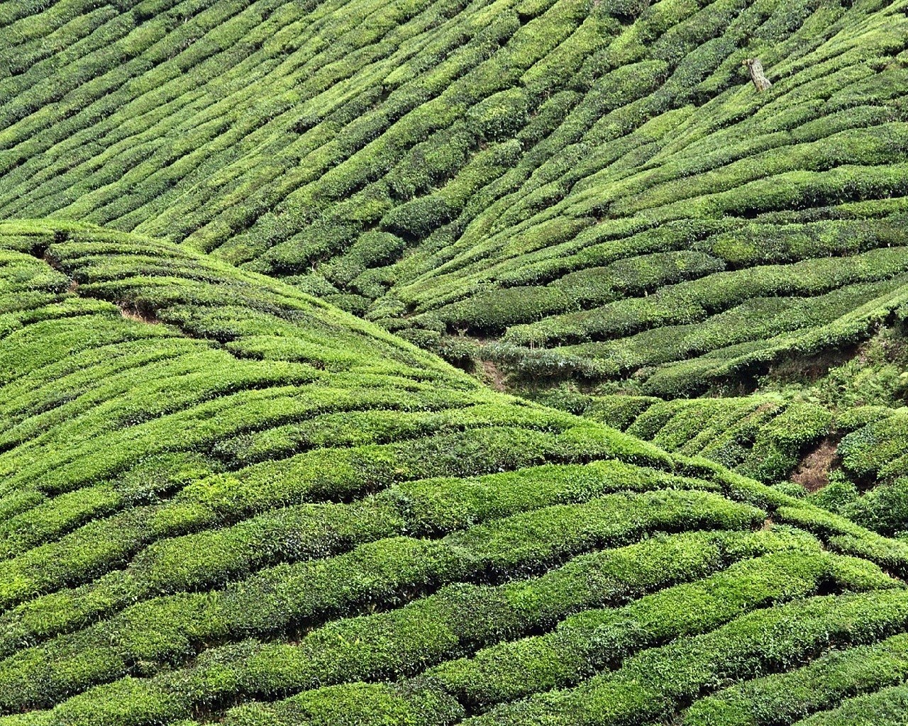 Tea plantations on a hillside