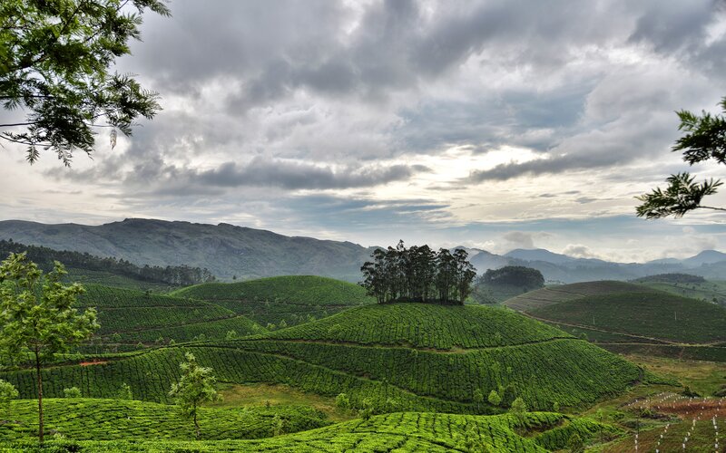 Tea Plantations on Hills — Green, Dramatic, Morning