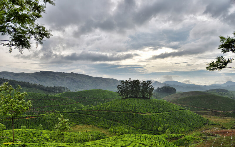 Tea Plantations on Hills — Green, Dramatic