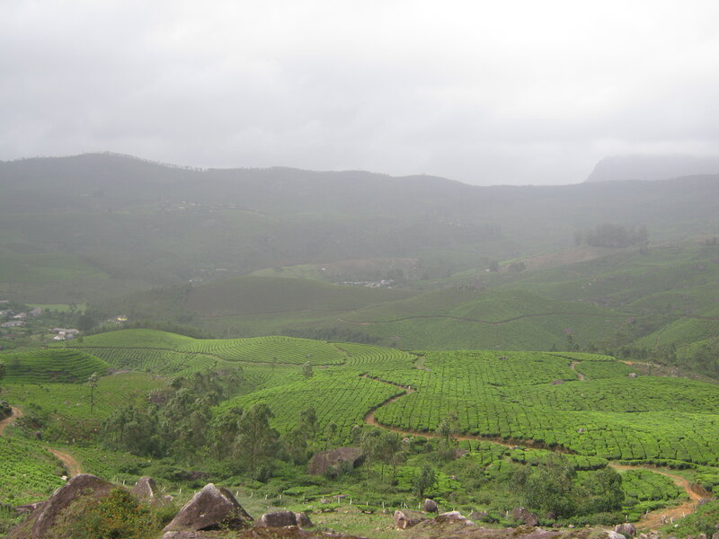 Tea Plantations on Hills — Green, Misty