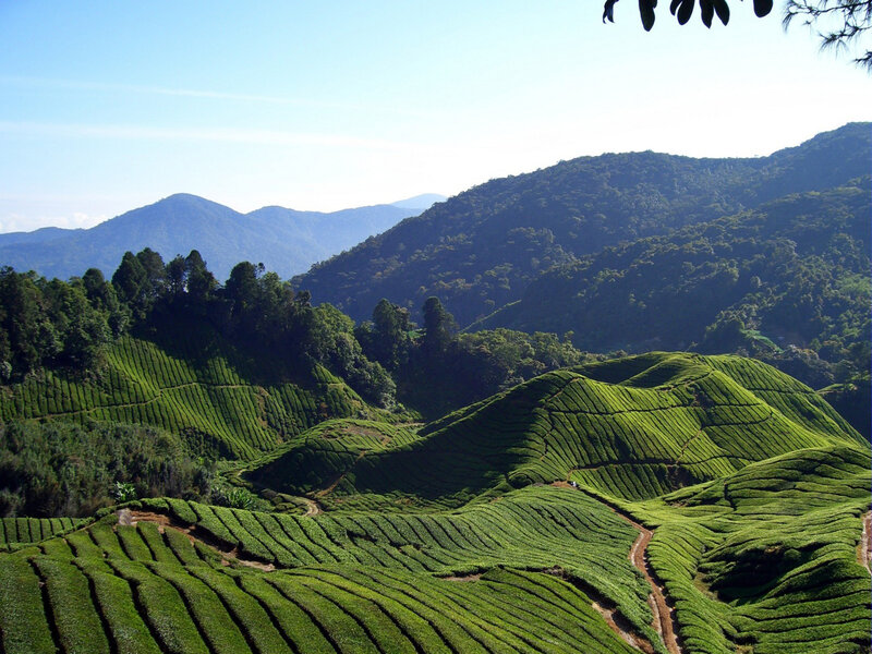 Tea Plantations on Hills — Green, Serene, Afternoon, Photograph, Mountains